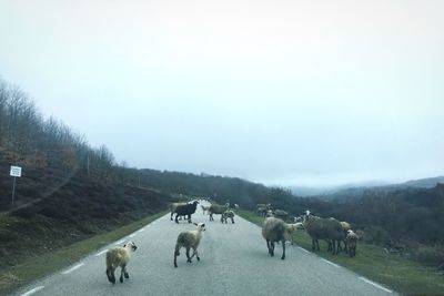 Flock of sheep on road