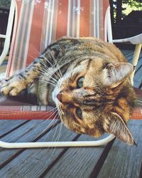 Close-up of a tabby cat resting on lounge chair