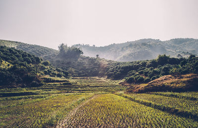 Scenic view of agricultural field against sky