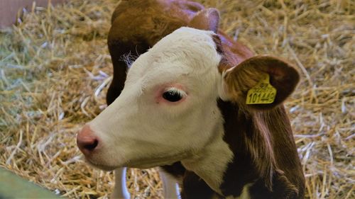 Close-up of a calf