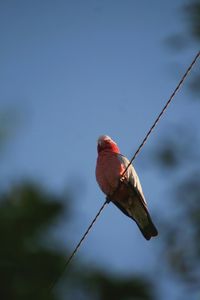 Close-up of bird perching on cable