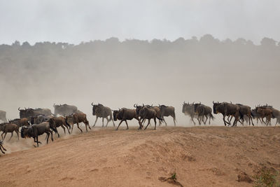 Wildebeest crossing the mara river during the annual great migration.