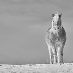 Horse against sky