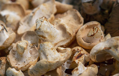 Closeup of mushrooms in the market