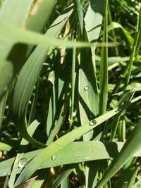 Close-up of insect on leaf