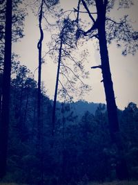 Low angle view of trees in forest against sky