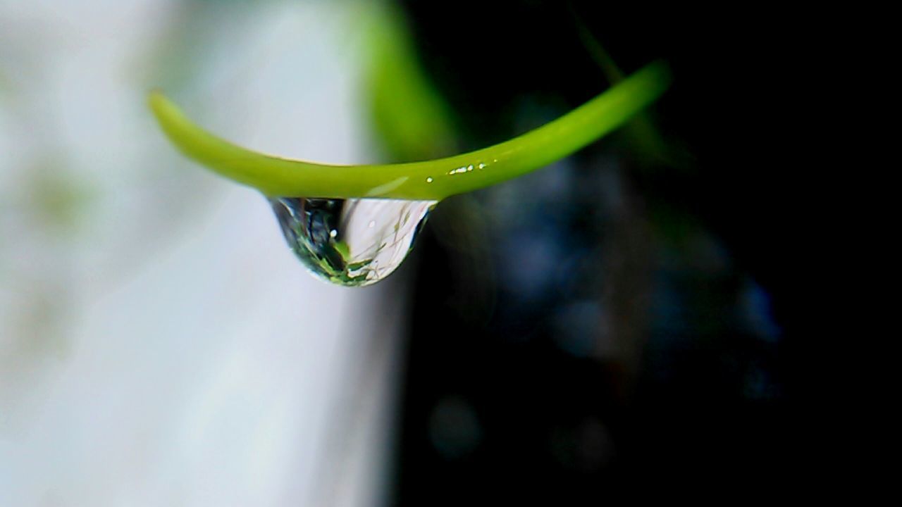 drop, water, close-up, freshness, fragility, focus on foreground, growth, dew, plant, droplet, purity, nature, beauty in nature, green color, selective focus, leaf, water drop, stem, no people, outdoors, day, season, bud, weather, green, botany, detail, growing, tranquility