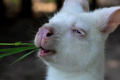 Close-up of white cat