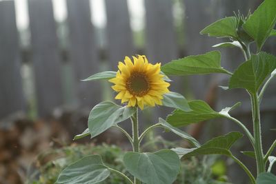 Close-up of yellow flowering plant