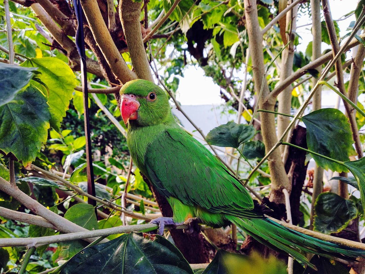 CLOSE-UP OF BIRD PERCHING ON BRANCH