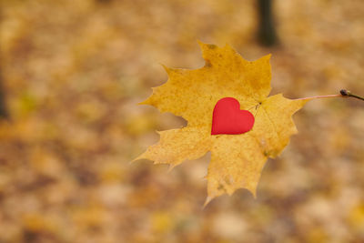 Close-up of yellow maple leaves on tree