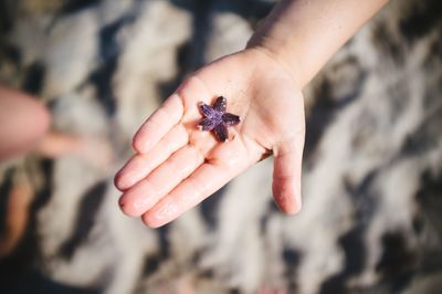 Close-up of hand holding ladybug