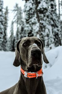 Close-up of dog in snow