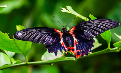 Butterfly pollinating flower