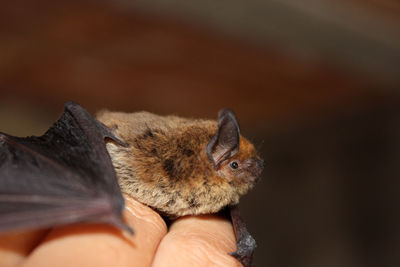 Little brown bat on a man hand.