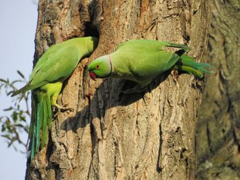 Close-up of parrot perching on tree trunk