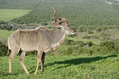 View of kudu antelope on field