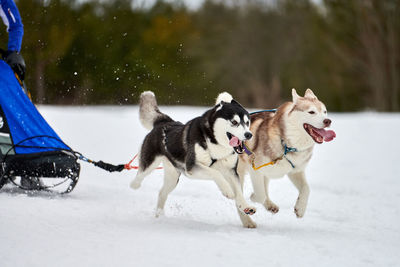 Running husky dog on sled dog racing. winter dog sport sled team competition. siberian husky dogs