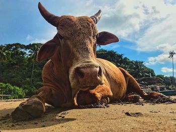 Close-up of cow lying on sand at beach against sky