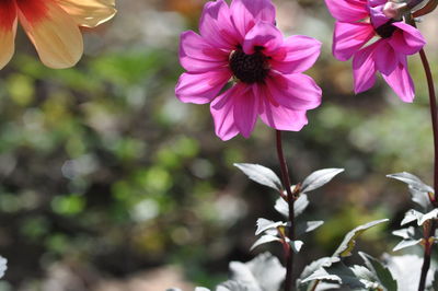 Close-up of pink flowering plant