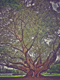 Trees in the forest