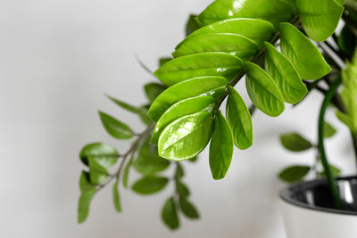 Zamioculcas zamiifolia or zz plant in white flower pot standon a light background. 