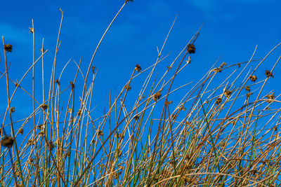 Low angle view of crops on field against blue sky