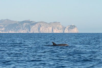 View of swimming in sea