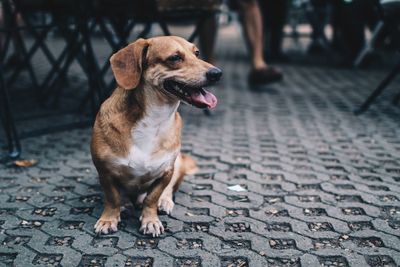 Dog looking away while sitting on footpath