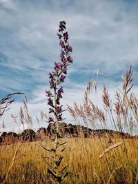 Close-up of plants growing on field against sky