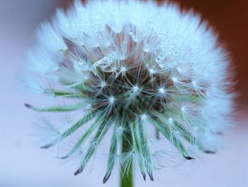 Close-up of dandelion
