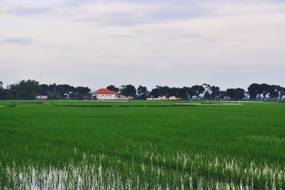 Rice fields in the countryside