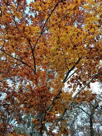 Low angle view of autumnal tree against sky