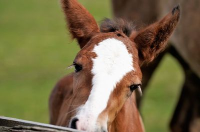 Close-up of a horse