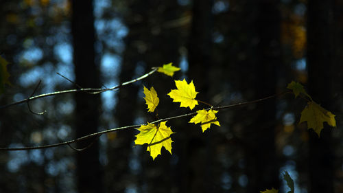 Close-up of maple leaves on branch