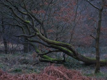 Bare tree against plants