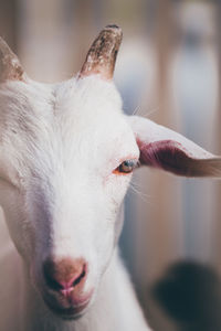 Close-up portrait of goat