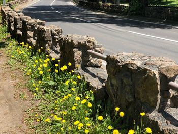 Close-up of yellow flowering plants by road