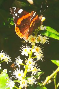 Close-up of butterfly pollinating on plant