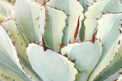 Close-up of white succulent plant