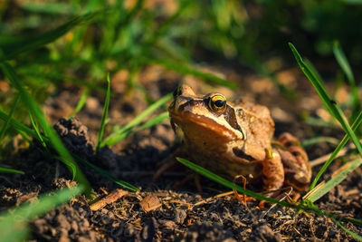 Close-up of frog on field