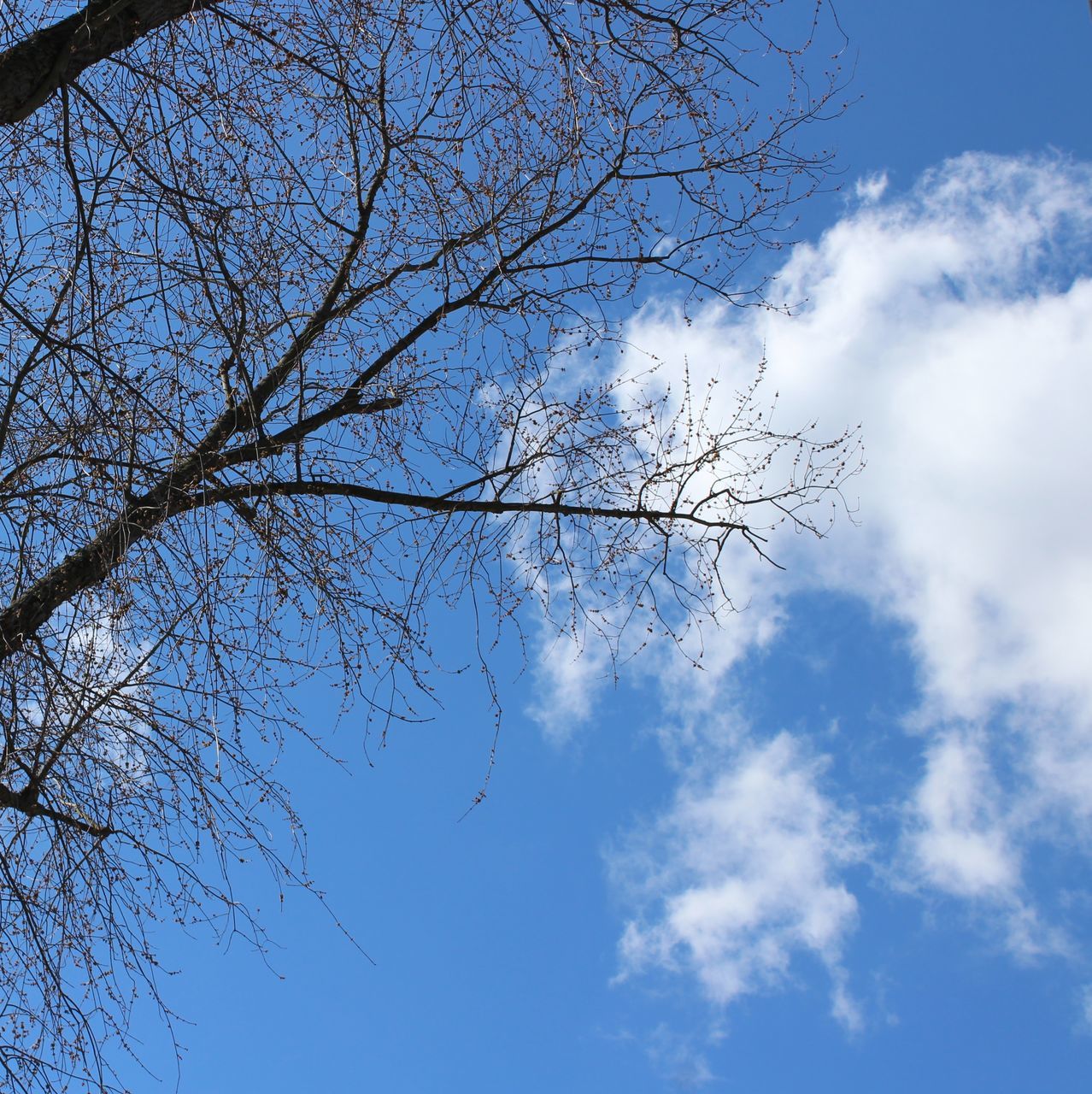 sky, low angle view, tree, branch, plant, cloud - sky, blue, beauty in nature, bare tree, nature, tranquility, day, no people, scenics - nature, outdoors, tranquil scene, growth, silhouette, sunlight, white color