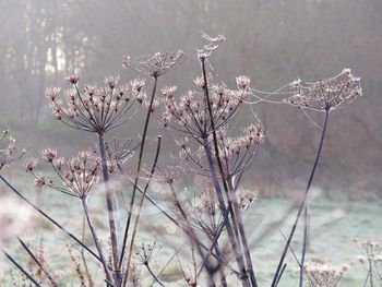 Close-up of snow covered plants