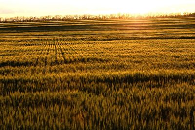 Scenic view of field against sky at sunset