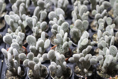 Small cactus in a pot, selective focus