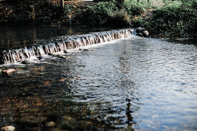 Scenic view of river in forest