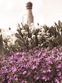 Close-up of purple flowers blooming against sky