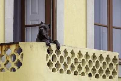 Black dog sitting against window