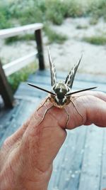 Close-up of insect on hand