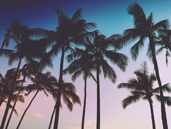 Low angle view of palm trees against sky